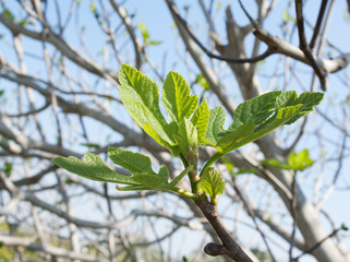 green spring leaves of a fig tree