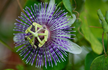 A purple passion vine flower in mid afternoon.