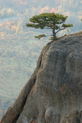 Pine trees at Demirji rocks, Ghost valley, UKraine