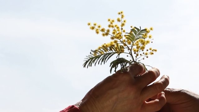 festa della donna