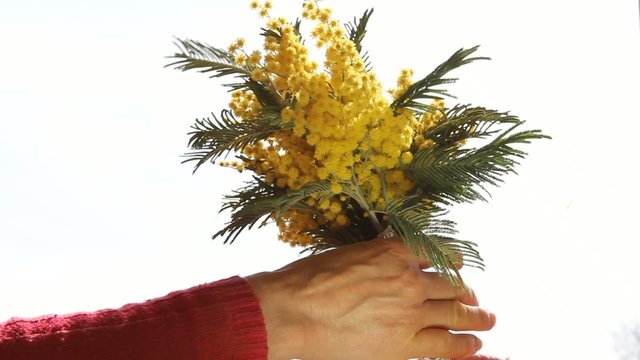 mimosa