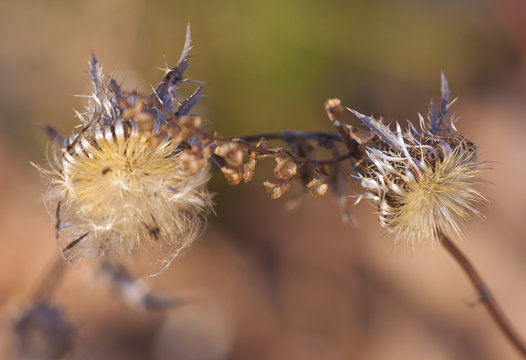 Silberdistel