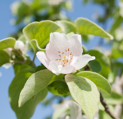Flower of a tree of a quince