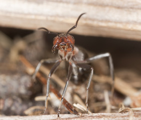 Angry Wood ant (Formica rufa)  in defensive position