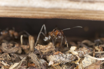 Wood ant (Formica rufa) in defensive position, macro photo