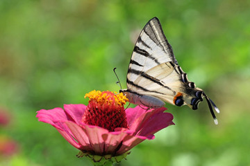 garden: butterfly (Scarce Swallowtail) on flower (zinnia)