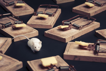 multiple mouse traps with cheese on a dark background - obrazy, fototapety, plakaty