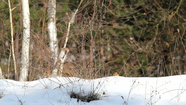 hiker walking in a snow