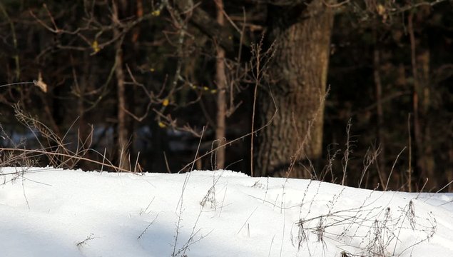 hiker walking in a snow