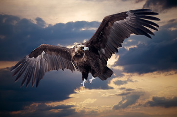 Flying black vulture