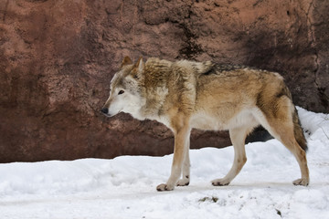Fototapeta premium Wolf in winter