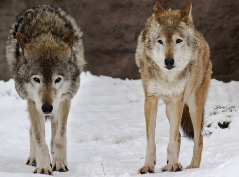 Two wolfs on the snow landscape