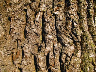old oak bark as background