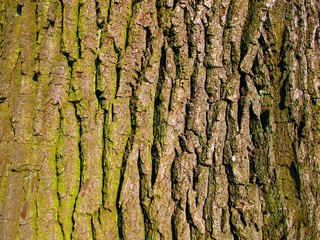 old oak bark as background