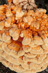 Chicken mushroom