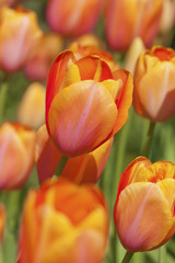 Fototapeta premium Tulpen