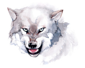 Obraz premium wolf
