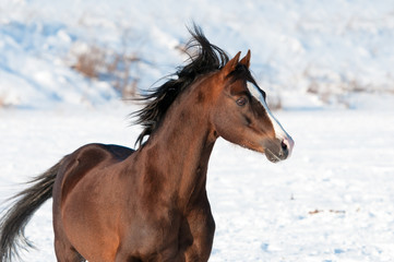 Fototapeta na wymiar Brown Welsh brown pony and wind in winter