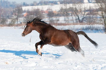 Welsh brown pony stallion gallop in winter