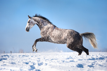 Fototapeta na wymiar White (grey) horse portrait in motion in the winter
