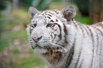 Fototapeta na wymiar Biały tygrys alert