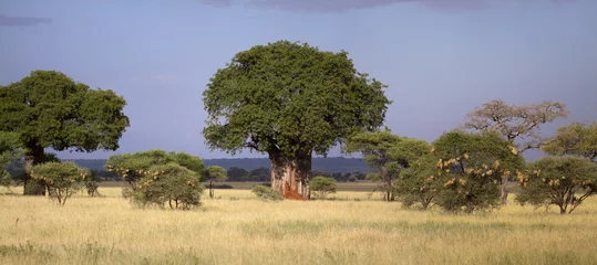Foto op Aluminium Baobab Baobab