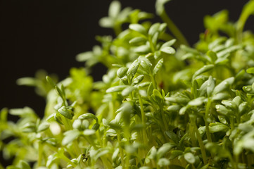 fresh herbs on black, cress