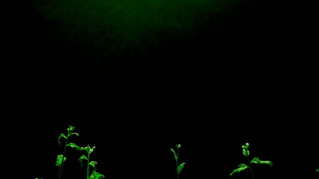 Growth of thale cress (Arabidopsis thaliana)