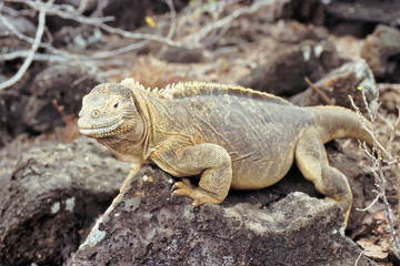 Santa Fe land iguana, Galapagos Islands, Ecuador