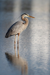 Great Blue Heron (Ardea herodias) Wading in a Shallow Pond