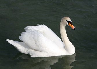 White swan in the water.