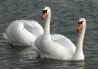 White swans in the water.