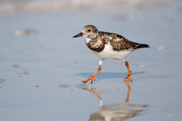 Ruddy Turnstone Wading on a Beach - Florida