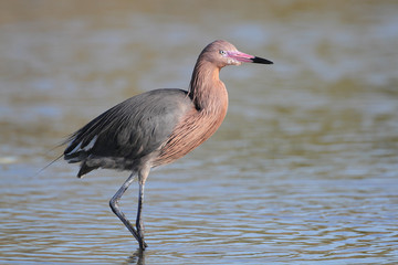 Reddish Egret (Egretta rufescens) - Florida