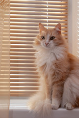 Siberian cat on the windowsill