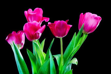tulip flowers