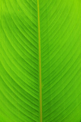 leaf as background