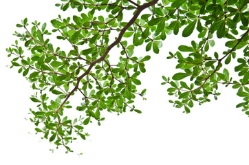 Green leaves isolated on the white.