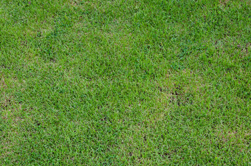 Fototapeta na wymiar Green grass texture background field.