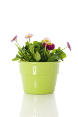 Gänseblümchen in Blumentopf