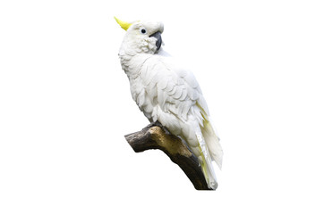White parrot on a branch on the white