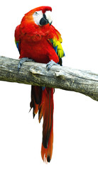 Ara- Ararauna sitting on a tree on the white.