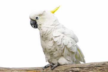 White parrot on a branch on the white