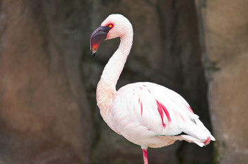 Obraz premium Italian flamingo in the zoo