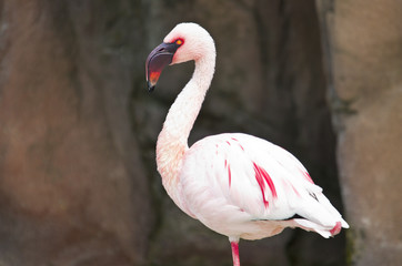 Italian flamingo in the zoo