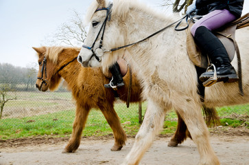 Shetlandponys beim Ausritt