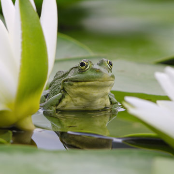 Marsh frog among white lilies