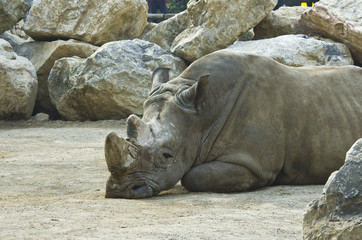 Fototapeta premium Rhino in the zoo park