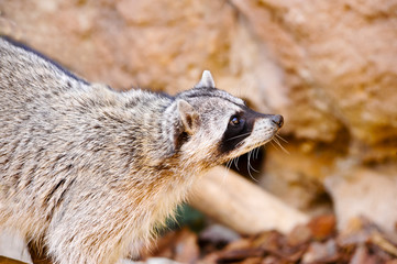 Raccoon