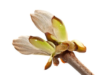 Chestnut bud closeup on white background